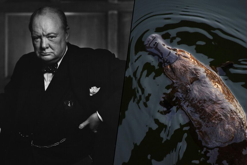 Durante la Segunda Guerra Mundial, Australia envió un ornitorrinco a Churchill. Murió en el viaje y 82 años después sabemos por qué